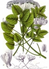 Einzelbild 2 Breitblättriges Laserkraut - Laserpitium latifolium