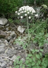 Einzelbild 1 Breitblättriges Laserkraut - Laserpitium latifolium