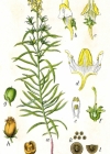 Einzelbild 3 Gemeines Leinkraut - Linaria vulgaris