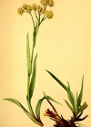 Einzelbild 2 Gelbe Hainsimse - Luzula lutea