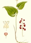 Einzelbild 2 Zweiblättrige Schattenblume - Maianthemum bifolium