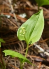 Einzelbild 1 Zweiblättrige Schattenblume - Maianthemum bifolium