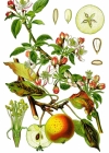 Einzelbild 2 Holz-Apfelbaum - Malus sylvestris