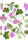 Einzelbild 2 Wilde Malve - Malva sylvestris