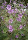 Einzelbild 3 Wilde Malve - Malva sylvestris