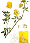 Einzelbild 3 Gelbe Luzerne - Medicago falcata