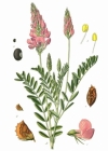 Einzelbild 2 Saat-Esparsette - Onobrychis viciifolia