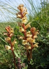 Einzelbild 3 Thymian-Würger - Orobanche alba