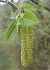 Einzelbild 2 Hopfenbuche - Ostrya carpinifolia
