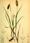 Einzelbild 3 Alpen-Lieschgras - Phleum alpinum aggr.