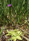 Einzelbild 1 Gemeines Fettblatt - Pinguicula vulgaris