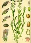 Einzelbild 2 Wiesen-Kreuzblume - Polygala vulgaris