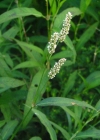 Einzelbild 2 Pfirsichblättriger Knöterich - Polygonum persicaria