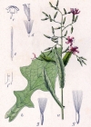 Einzelbild 2 Purpurlattich - Prenanthes purpurea