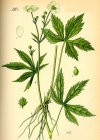Einzelbild 2 Eisenhutblättriger Hahnenfuss - Ranunculus aconitifolius