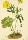 Einzelbild 2 Berg-Hahnenfuss - Ranunculus montanus aggr.