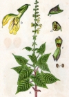 Einzelbild 2 Klebrige Salbei - Salvia glutinosa