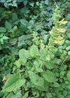 Einzelbild 3 Klebrige Salbei - Salvia glutinosa