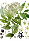 Einzelbild 2 Schwarzer Holunder - Sambucus nigra