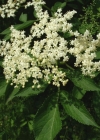 Einzelbild 3 Schwarzer Holunder - Sambucus nigra