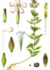 Einzelbild 2 Echtes Seifenkraut - Saponaria officinalis
