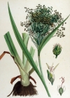 Einzelbild 1 Waldbinse - Scirpus sylvaticus