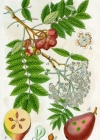 Einzelbild 2 Speierling - Sorbus domestica