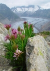Einzelbild 1 Alpen-Klee - Trifolium alpinum