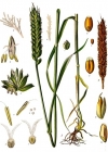 Einzelbild 3 Saat-Weizen - Triticum aestivum