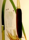 Einzelbild 4 Breitblättriger Rohrkolben - Typha latifolia