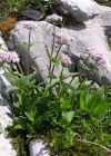 Einzelbild 2 Berg-Baldrian - Valeriana montana