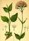 Einzelbild 1 Berg-Baldrian - Valeriana montana