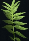 Einzelbild 3 Gewöhnlicher Arznei-Baldrian - Valeriana officinalis