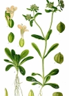 Einzelbild 3 Echter Ackersalat - Valerianella locusta