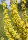 Einzelbild 3 Lampen-Königskerze - Verbascum lychnitis