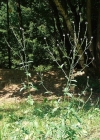 Einzelbild 2 Eisenkraut - Verbena officinalis