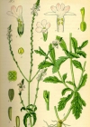 Einzelbild 3 Eisenkraut - Verbena officinalis