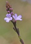 Einzelbild 1 Eisenkraut - Verbena officinalis