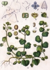 Einzelbild 2 Efeu-Ehrenpreis - Veronica hederifolia