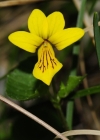 Einzelbild 2 Gelbes Berg-Veilchen - Viola biflora