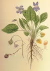 Einzelbild 3 Behaartes Veilchen - Viola hirta