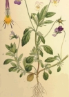 Einzelbild 2 Gewöhnliches Feld-Stiefmütterchen - Viola tricolor