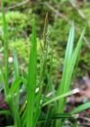 Einzelbild 2 Wald-Segge - Carex sylvatica