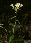 Einzelbild 3 Gewöhnliche Wiesen-Schafgarbe - Achillea millefolium