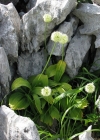 Einzelbild 2 Allermannsharnisch - Allium victorialis