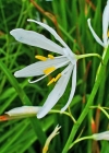 Einzelbild 1 Astlose Graslilie - Anthericum liliago
