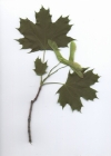 Einzelbild 1 Spitz-Ahorn - Acer platanoides