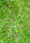 Einzelbild 2 Draht-Schmiele - Avenella flexuosa