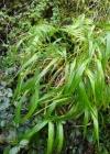 Einzelbild 3 Wald-Zwenke - Brachypodium sylvaticum
