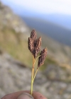 Einzelbild 3 Trauer-Segge - Carex atrata